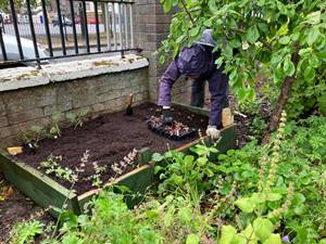 Plant the Seed by the Friends of Spode Rose Garden in Stoke