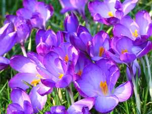 Crocus at the Trentham Estate