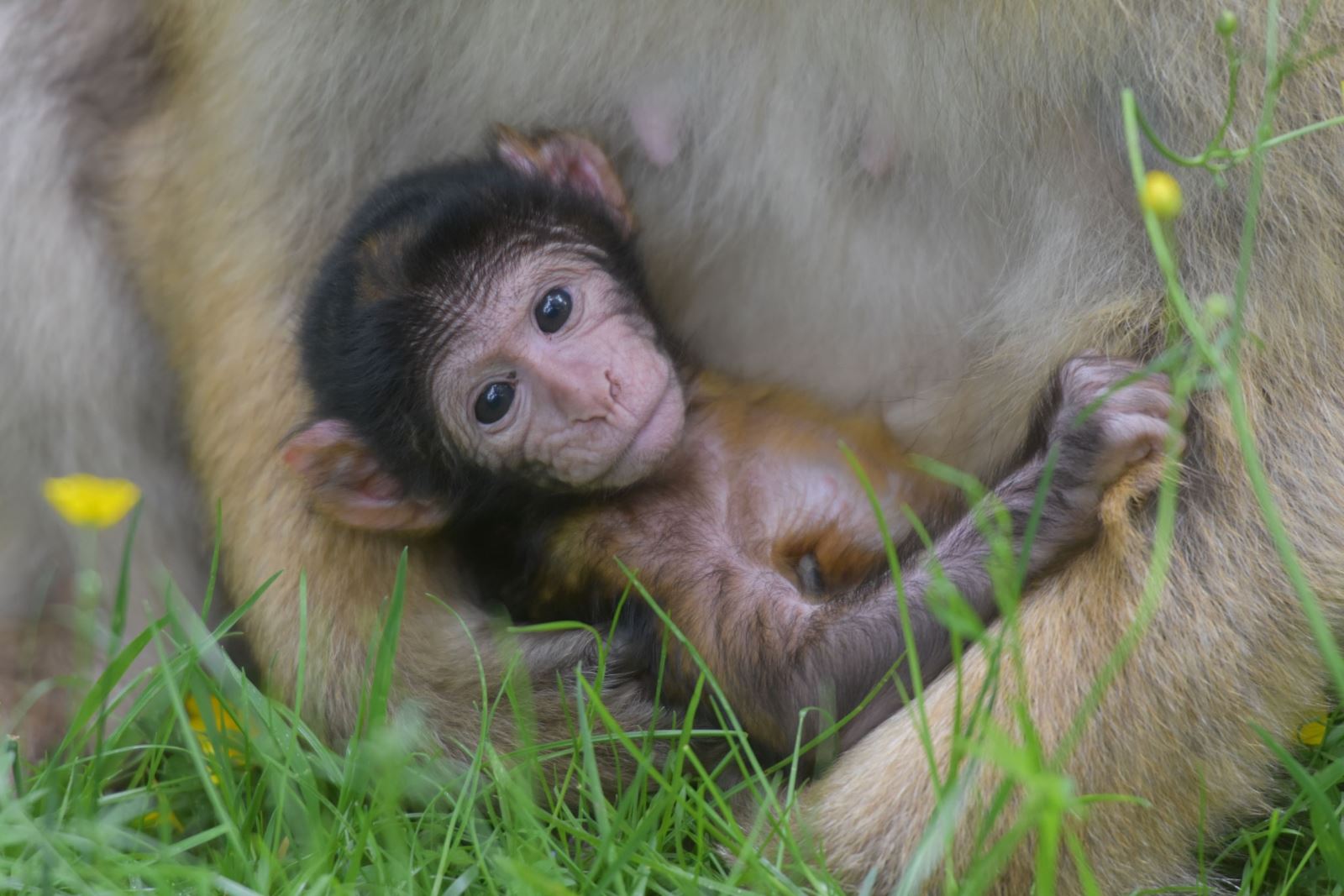 Trentham Monkey Forest baby