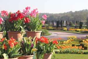 Trentham's Spring Bulb Festival