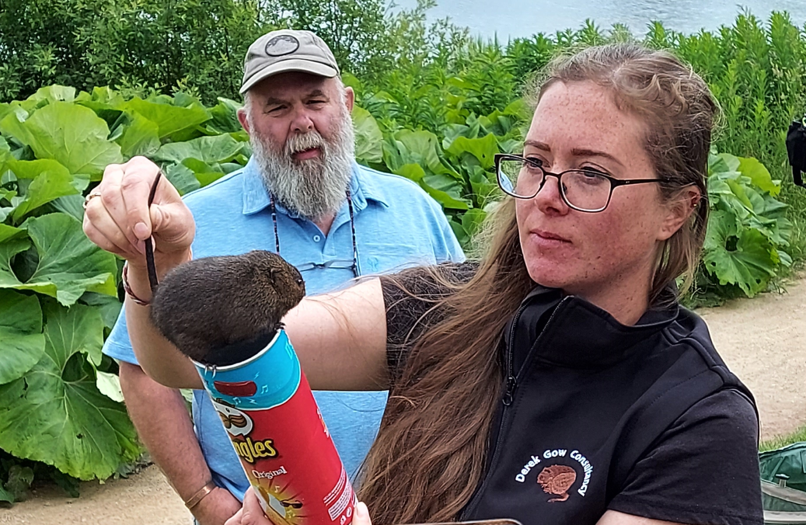 Water vole release at Trentham