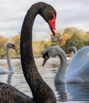 Trentham Estate's Black Swans