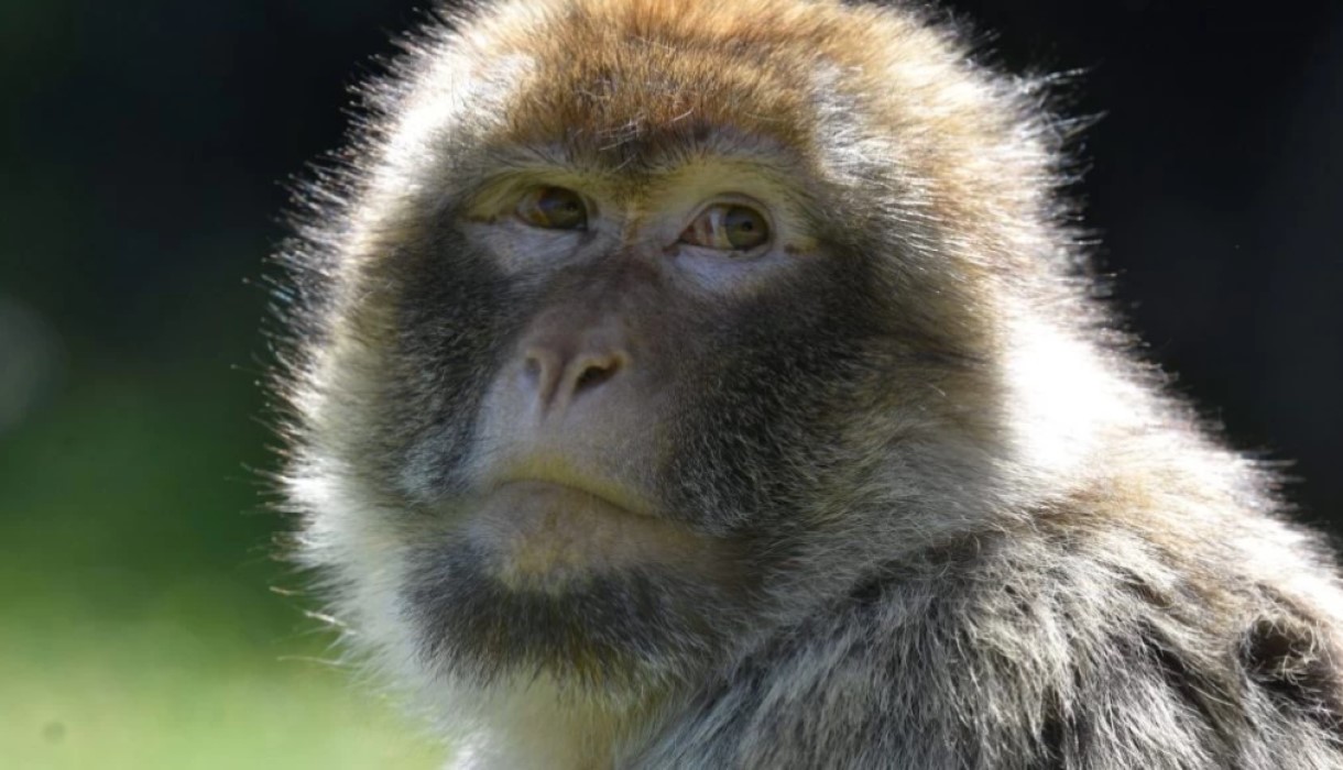 Barbary macaque at Trentham Monkey Forest